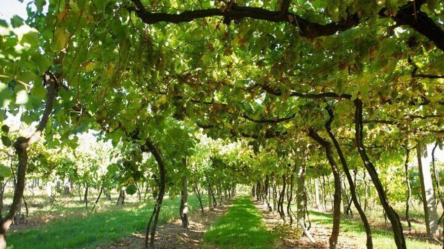Premium wine tasting at Quinta das Arcas