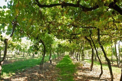 Premium wine tasting at Quinta das Arcas