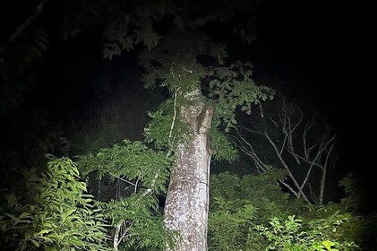 Night Adventure at Soberania National Park