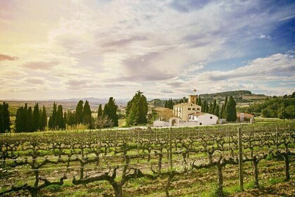 Private Day Trip to the Penedès Wine Region from Barcelona 8Hours