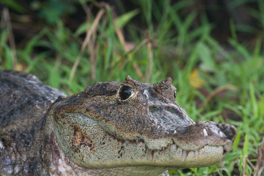 Picture 8 for Activity La Fortuna: Guided Twilight Wildlife Safari