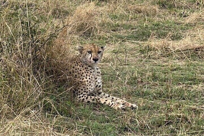 5 Day Private Kenya Safari Masai Mara Lake Nakuru and Amboseli