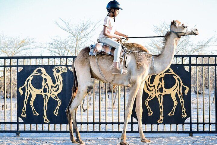  Botswana Camel Safari Experience