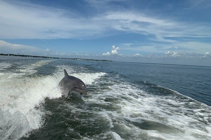 Dolphin cruise in Santa Rosa Beach