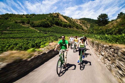 Weintrauben weiden: Wachauer Weinkeller Radtour