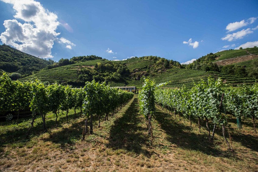 Picture 3 for Activity Grape Grazing: Wachau Valley Winery Biking Tour