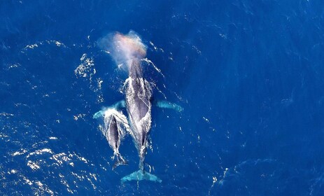 沖縄・那覇：慶良間諸島半日ホエールウォッチングツアー