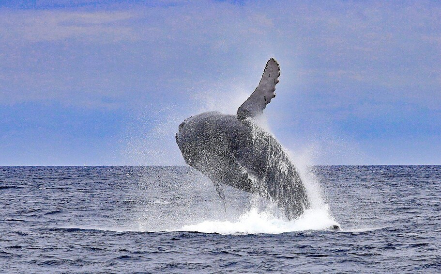 Picture 4 for Activity Naha, Okinawa: Kerama Islands Half-Day Whale Watching Tour