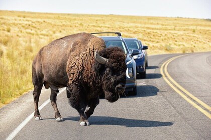 Antelope Island Wildlife Expedition Great Salt Lake Adventure