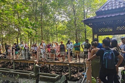 Langkawi Mangrove Night Safari And Wildlife With BBQ Dinner