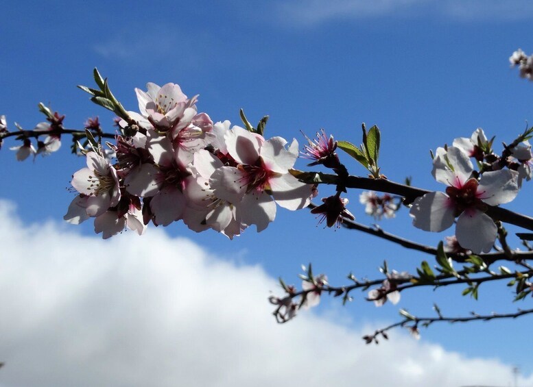 Tenerife: The Almond Blossom Trail