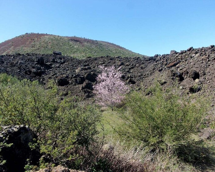 Picture 5 for Activity Tenerife: The Almond Blossom Trail