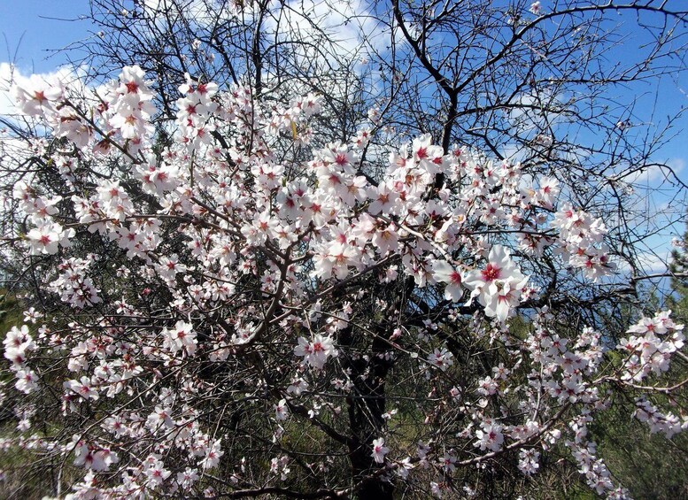 Picture 4 for Activity Tenerife: The Almond Blossom Trail