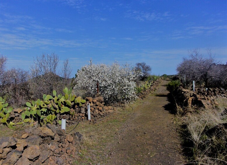 Picture 3 for Activity Tenerife: The Almond Blossom Trail