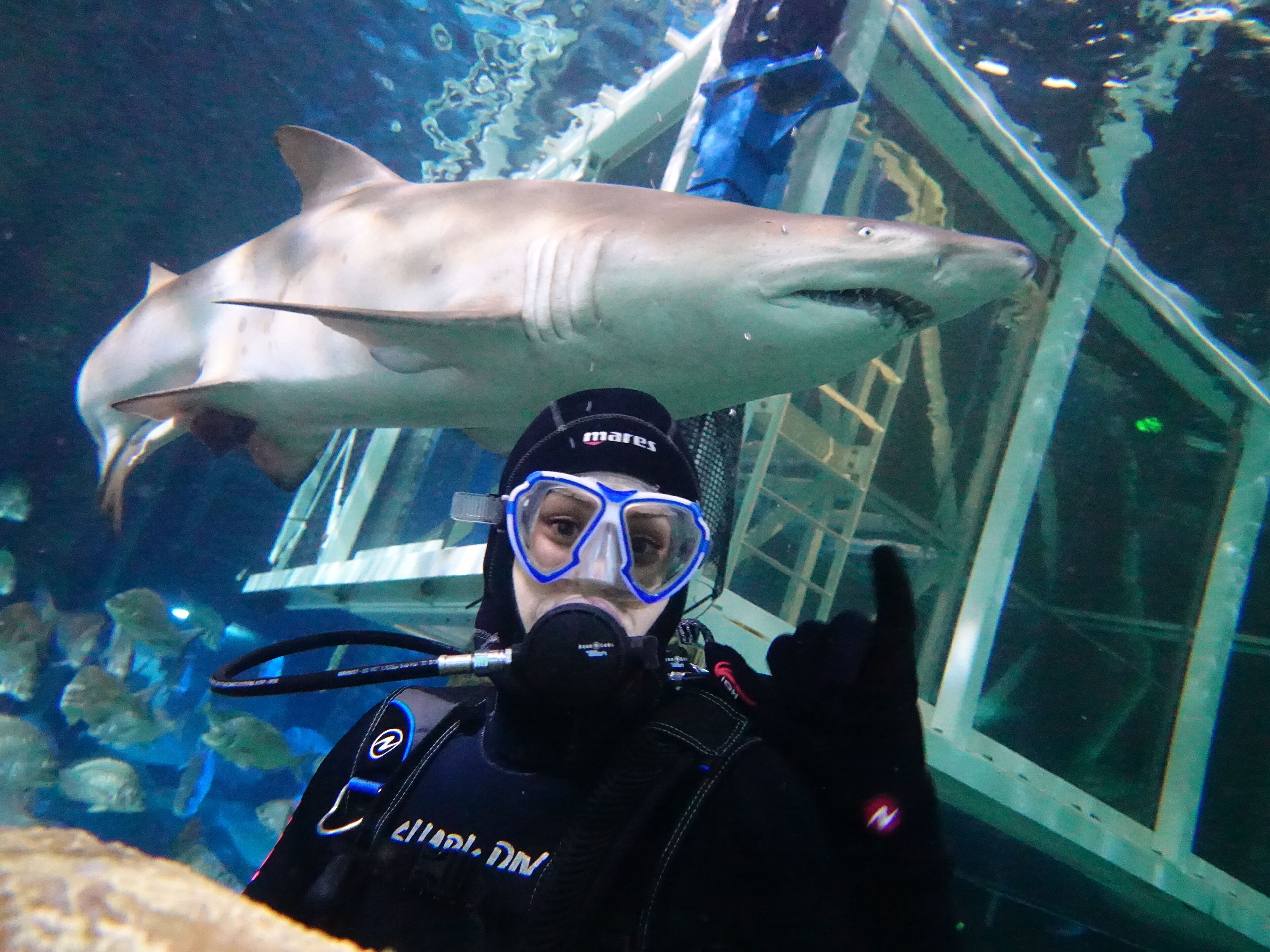 Shark Dive Xtreme at SEA LIFE Sydney
