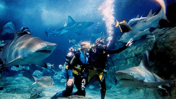 Shark Dive Xtreme at SEA LIFE Sydney