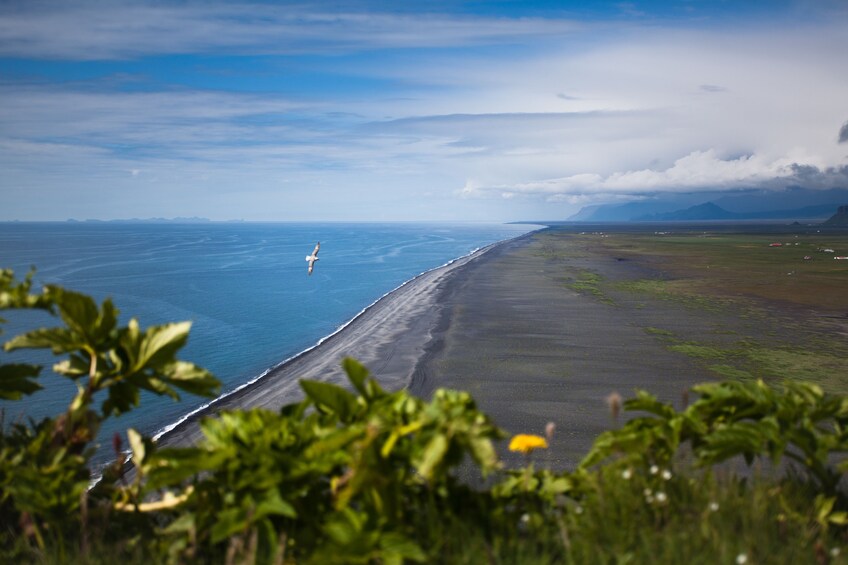 Black sand beach in Iceland