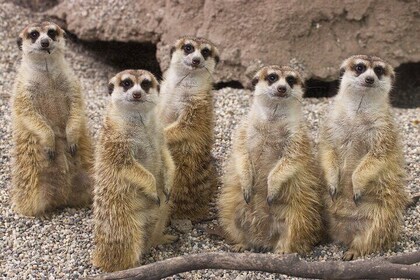 Sacramento Zoo General Admission Ticket