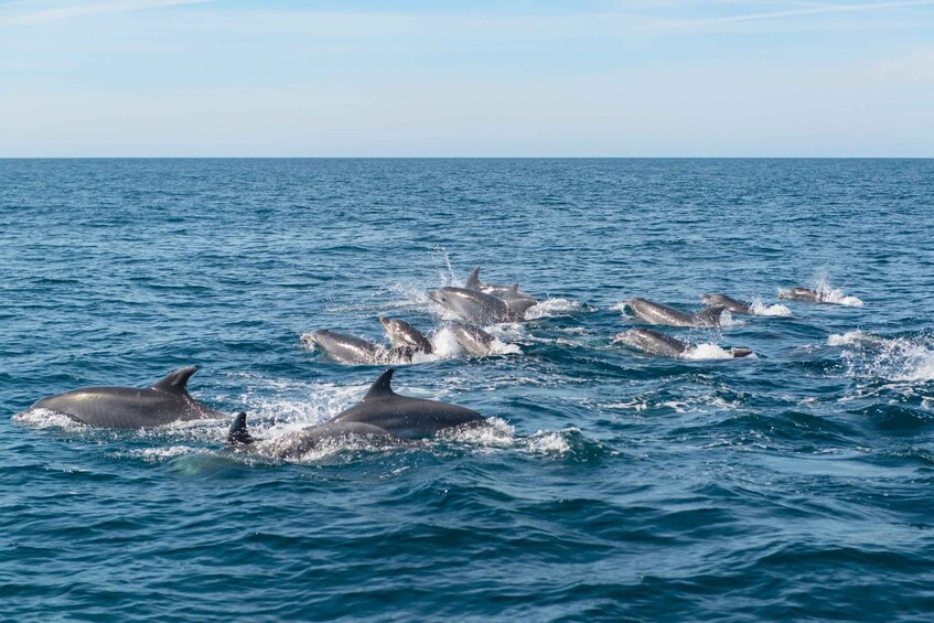 Picture 5 for Activity From Albufeira: Dolphins and Caves 2.5-Hour Boat Trip