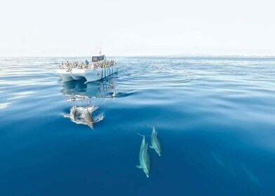 Desde Albufeira: paseo en barco de 2,5 horas con delfines y cuevas