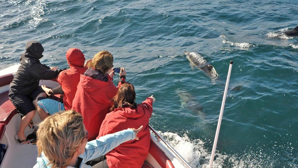 Picture 1 for Activity From Albufeira: Dolphins and Caves 2.5-Hour Boat Trip