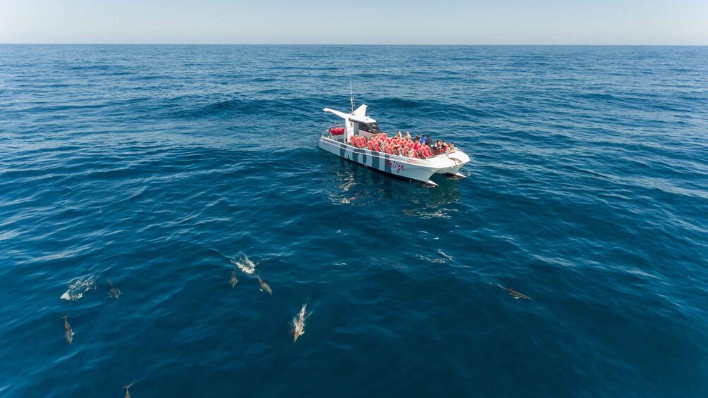 Picture 9 for Activity From Albufeira: Dolphins and Caves 2.5-Hour Boat Trip