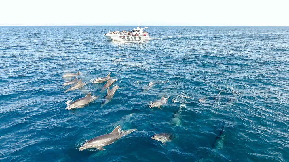 Picture 8 for Activity From Albufeira: Dolphins and Caves 2.5-Hour Boat Trip