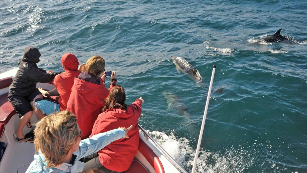 Picture 1 for Activity From Albufeira: Dolphins and Caves 2.5-Hour Boat Trip