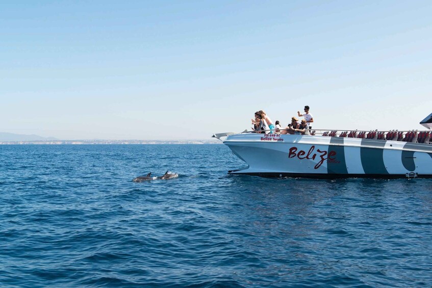 Picture 2 for Activity From Albufeira: Dolphins and Caves 2.5-Hour Boat Trip