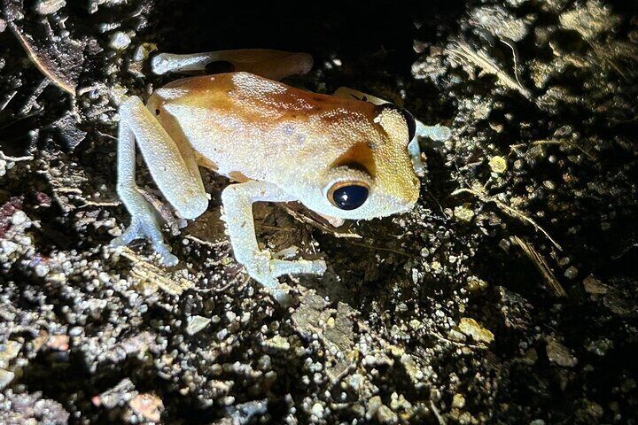 Sinharaja' rainforest - Night Tour