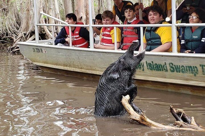 Honey Island Swamp Boat Tour