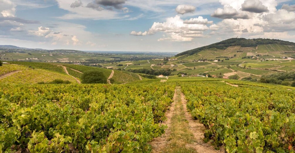 From Lyon: Beaujolais Region Wine Tour with Tastings