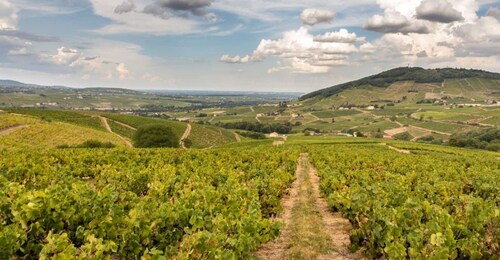 From Lyon: Beaujolais Region Wine Tour with Tastings