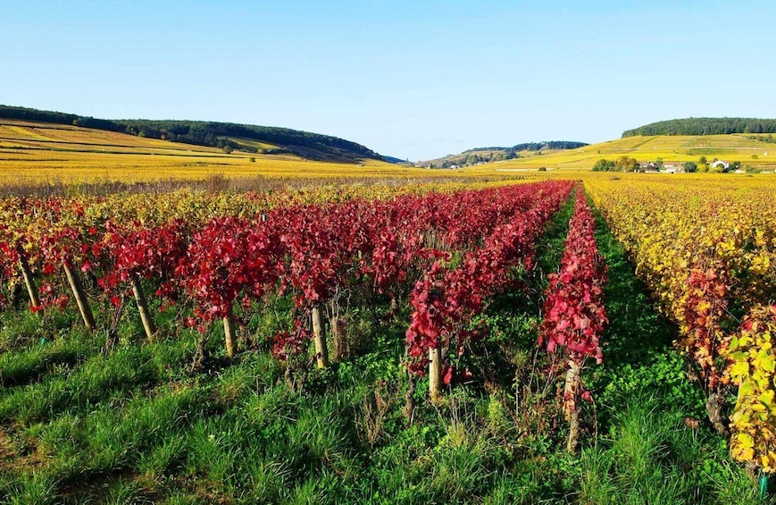 Picture 3 for Activity From Lyon: Beaujolais Region Wine Tour with Tastings
