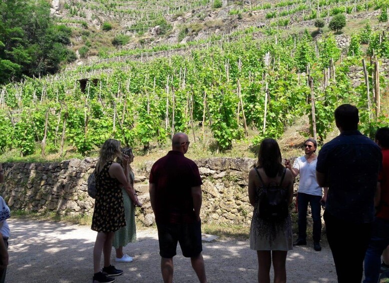 Picture 2 for Activity From Lyon: Beaujolais Region Wine Tour with Tastings