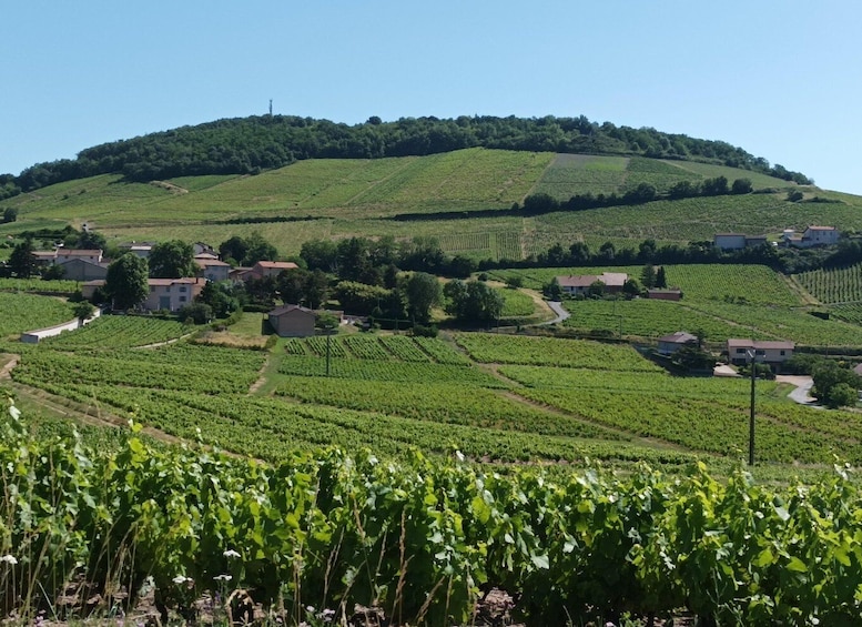 Picture 1 for Activity From Lyon: Beaujolais Region Wine Tour with Tastings