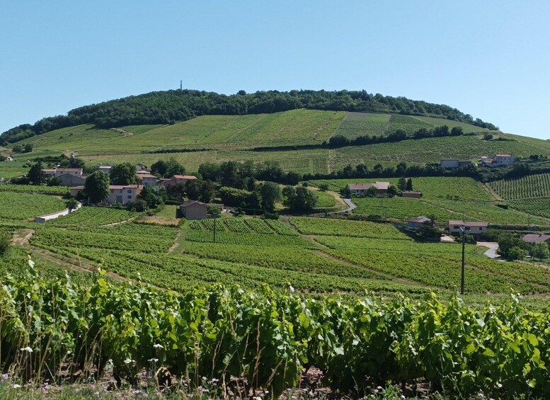 Picture 1 for Activity From Lyon: Beaujolais Region Wine Tour with Tastings