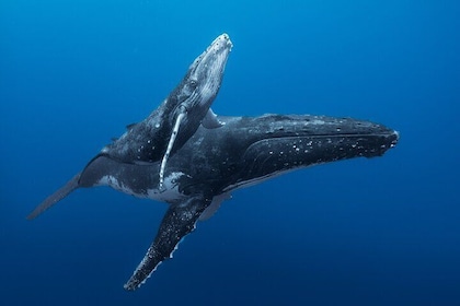 Half day Whales watching PRIVATE group