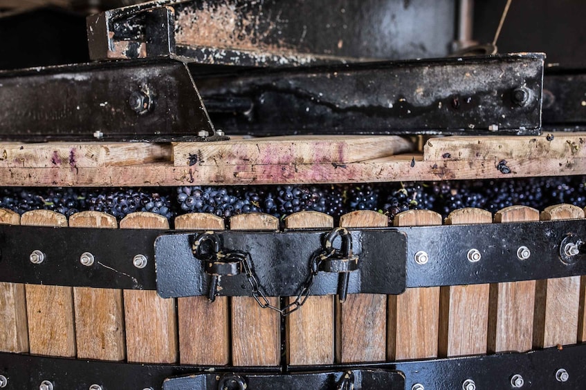 Picture 2 for Activity Passy-Grigny: English Champagne Tour with 3 Meunier Tastings
