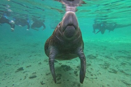 Small Group Manatee Swim Tour