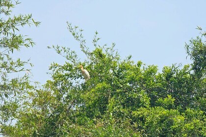 Private Full Day Mekong Delta Tour to Dong Thap Muoi Wetlands
