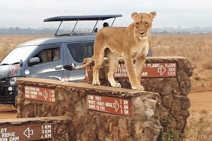 Nairobi National Park, Giraffe Centre and Lunch at Carnivore