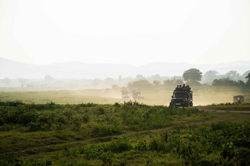 Picture 3 for Activity Tangalle/Hiriketiya: Yala National Park Safari in a 4x4