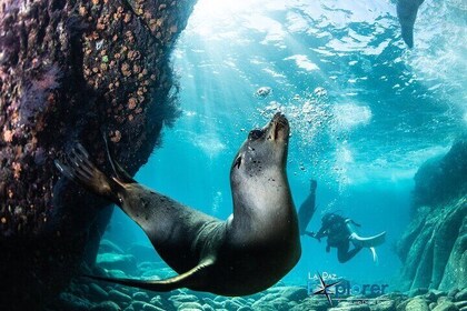Scuba Diving Adventure in La Paz