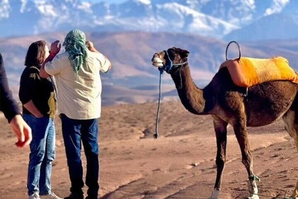 Marrakesh Agafai Desert camel ride experience and dinner show