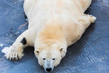 Kemijärvi Insider: Guided Tour in Ranua Zoo