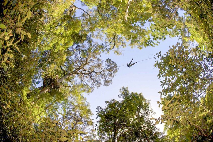 Picture 8 for Activity Storms River: Tsitsikamma National Park Zipline Canopy Tour