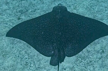 local island style snorkeling&sighseeing excursion(3.0hrs)