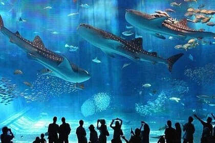 Hurghada Grand Aquarium and Zoo with Hotel Transfers