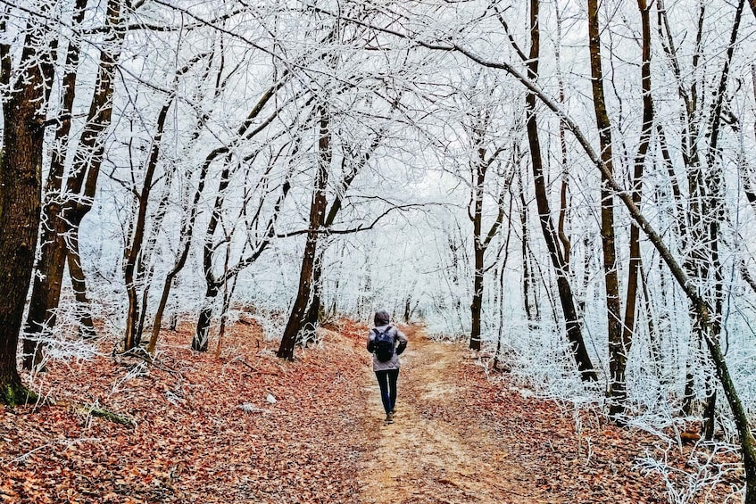 Budapest: Buda Hills Guided Hiking Tour with Optional Lunch